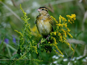 Рисовый трупиал Рисовый трупиал