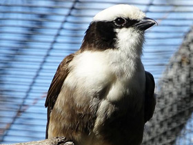 Смотреть фото Белошапочный сорокопут Рюппеля Фото Белошапочный сорокопут Рюппеля