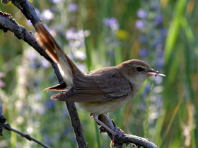 Смотреть фото Загадки для детей с ответами Фото Загадки для детей с ответами
