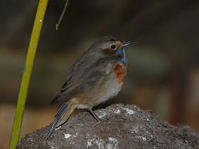 Смотреть фото Варакушка Фото Варакушка