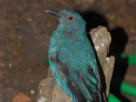 Фото Синий каменный дрозд