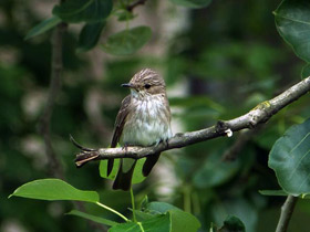 Смотреть фото Серая мухоловка Фото Серая мухоловка