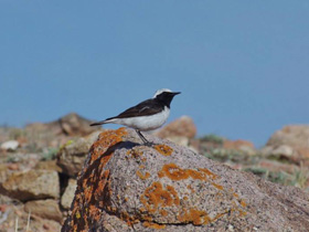 Смотреть фото Каменка-плешанка Фото Каменка-плешанка