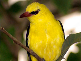 Обыкновенная иволга Обыкновенная иволга