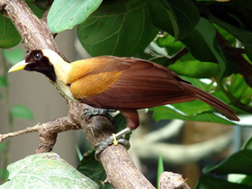 Красная райская птица Красная райская птица