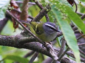 Фото Корольковая пеночка