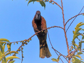 Смотреть фото Горный бюльбюль Фото Горный бюльбюль