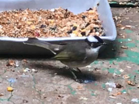 Смотреть фото Китайский настоящий бюльбюль Фото Китайский настоящий бюльбюль