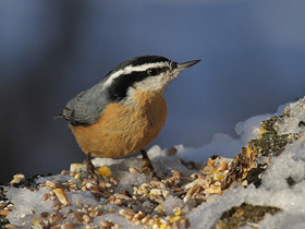 Смотреть фото Канадский поползень Фото Канадский поползень