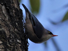 Смотреть фото Чернолобый поползень Фото Чернолобый поползень