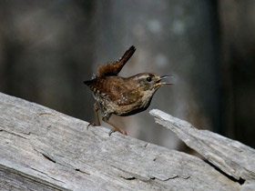 Смотреть фото Крапивник Фото Крапивник