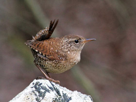 Смотреть фото О маленькой птичке «крапивник» Фото О маленькой птичке «крапивник»