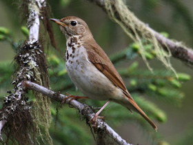 Смотреть фото Дрозд-отшельник Фото Дрозд-отшельник