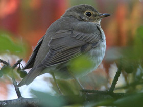 Смотреть фото Свэнсонов дрозд Фото Свэнсонов дрозд