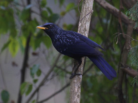 Смотреть фото Синяя птица Фото Синяя птица