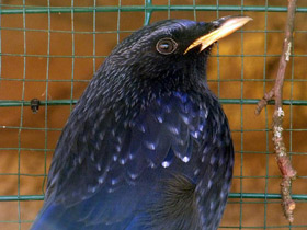 Смотреть фото Синяя птица Фото Синяя птица