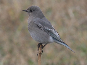 Смотреть фото Голубая сиалия Фото Голубая сиалия