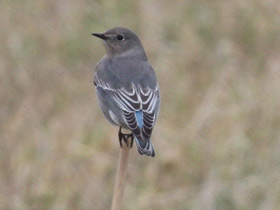 Голубая сиалия Голубая сиалия