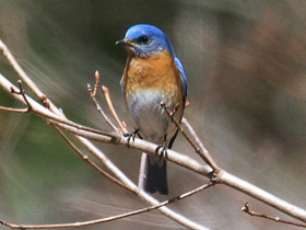 Восточная сиалия Восточная сиалия