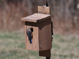 Смотреть фото Восточная сиалия Фото Восточная сиалия