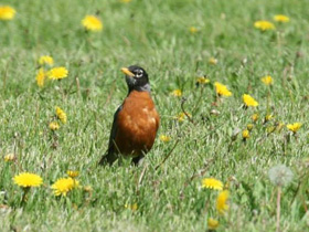 Странствующий дрозд Странствующий дрозд