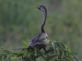Смотреть фото Индийская змеешейка Фото Индийская змеешейка