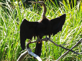 Африканская змеешейка Африканская змеешейка