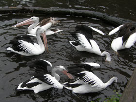 Смотреть фото Австралийский очковый пеликан Фото Австралийский очковый пеликан