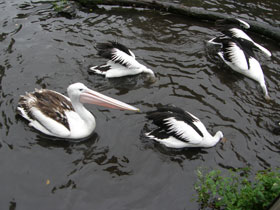 Смотреть фото Австралийский очковый пеликан Фото Австралийский очковый пеликан