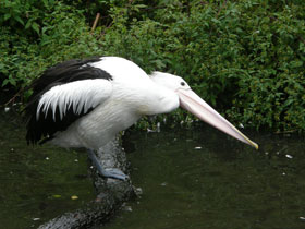 Смотреть фото Австралийский очковый пеликан Фото Австралийский очковый пеликан