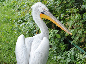 Смотреть фото Кудрявый пеликан Фото Кудрявый пеликан