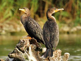 Ушастый баклан Ушастый баклан