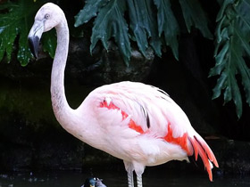 Фото Чилийский фламинго