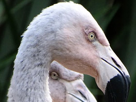 Фото Чилийский фламинго