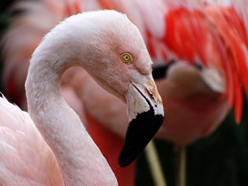 Фото Чилийский фламинго
