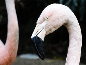 Фото Чилийский фламинго