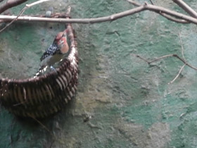 Смотреть фото Огненноголовый бородастик Фото Огненноголовый бородастик