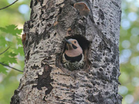 Смотреть фото Золотой дятел Фото Золотой дятел