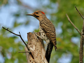 Смотреть фото Золотой дятел Фото Золотой дятел