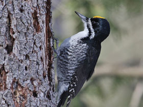 Смотреть фото Черноспинный дятел Фото Черноспинный дятел