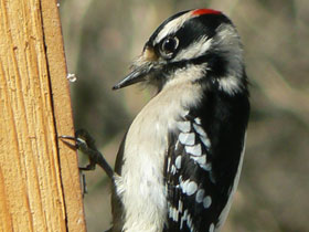 Смотреть фото 15 смешных фактов о животных. Часть 2. Фото 15 смешных фактов о животных. Часть 2.