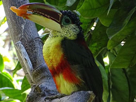 Курчавый арасари Курчавый арасари