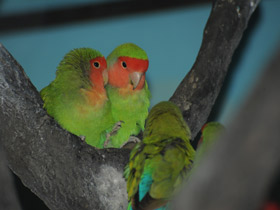 Смотреть фото Розовощекий неразлучник Фото Розовощекий неразлучник