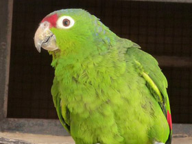 Смотреть фото Эквадорский краснолобый амазон Фото Эквадорский краснолобый амазон