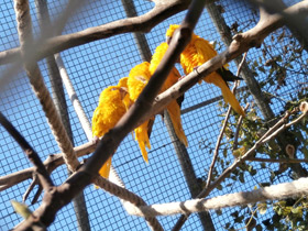 Смотреть фото Золотая аратинга Фото Золотая аратинга