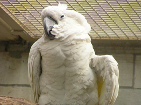 Смотреть фото Большой белый какаду Фото Большой белый какаду