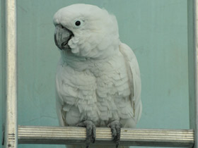 Смотреть фото Большой белый какаду Фото Большой белый какаду