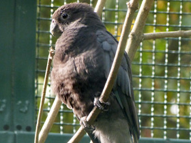 Смотреть фото Малый попугай-ваза Фото Малый попугай-ваза