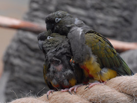 Фото Скалистый попугай