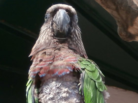 Смотреть фото Веерный попугай Фото Веерный попугай